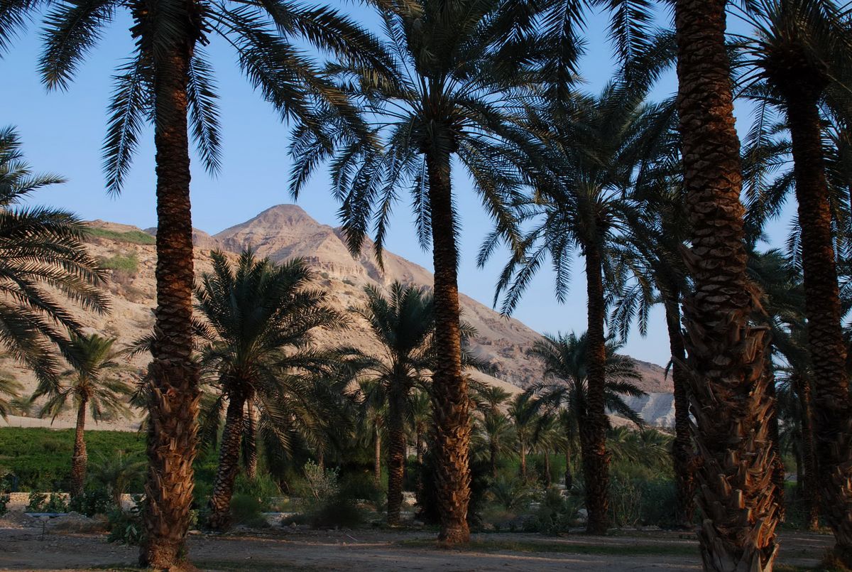Date palms at the Ein Gedi oasis with the desert mountains of the Judean wilderness behind.