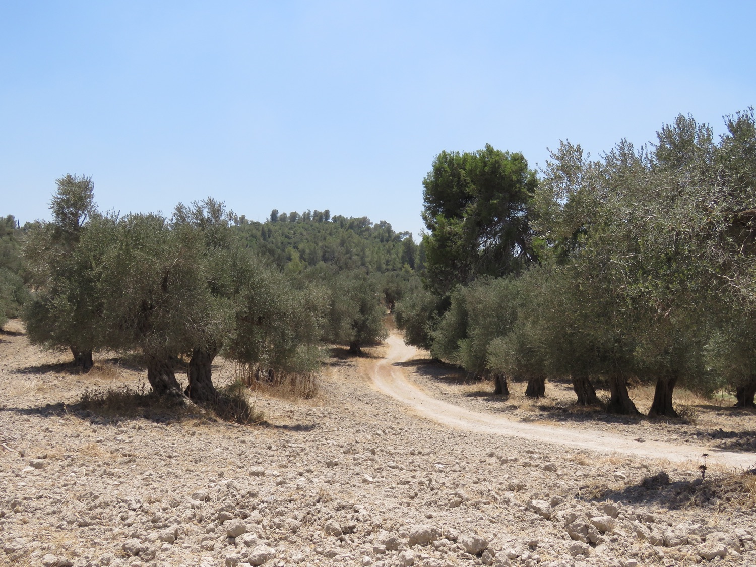 An old olive grove on dry, stony ground, a dirt path curving between the silver-green trees toward wooded hills.