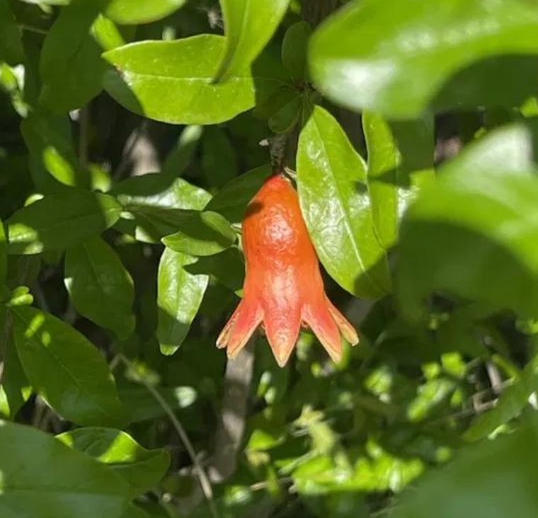 A close view of a single bright orange-red pomegranate flower hanging among green leaves.